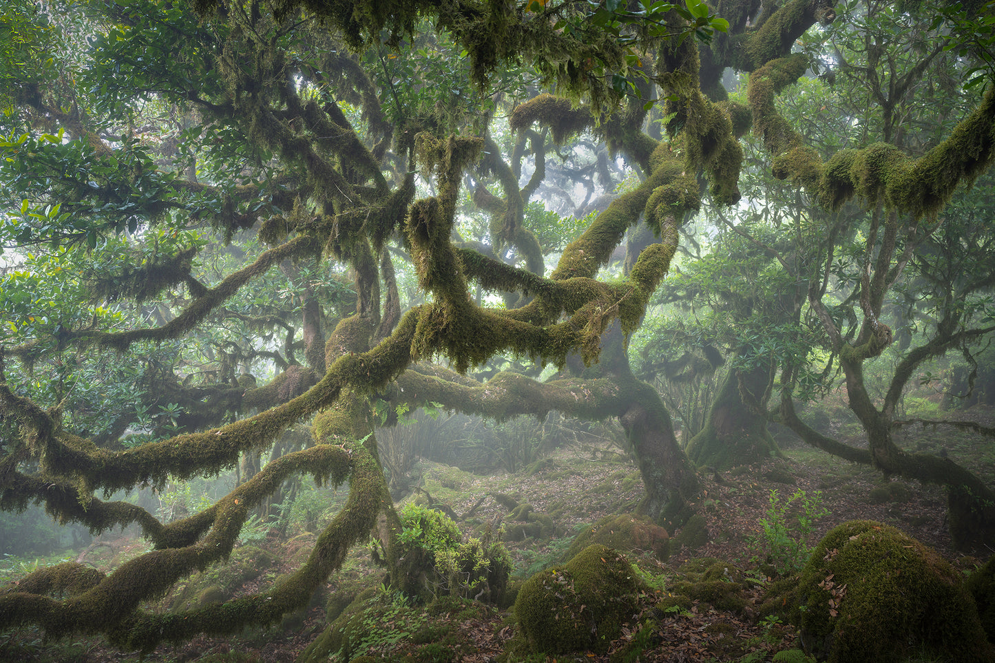 Magical Madeira Photography Workshop - 23rd to 29th November 2025 - 6 nights/5 days tuition