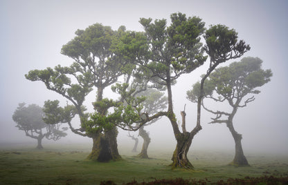 Magical Madeira Photography Workshop - 23rd to 29th November 2025 - 6 nights/5 days tuition