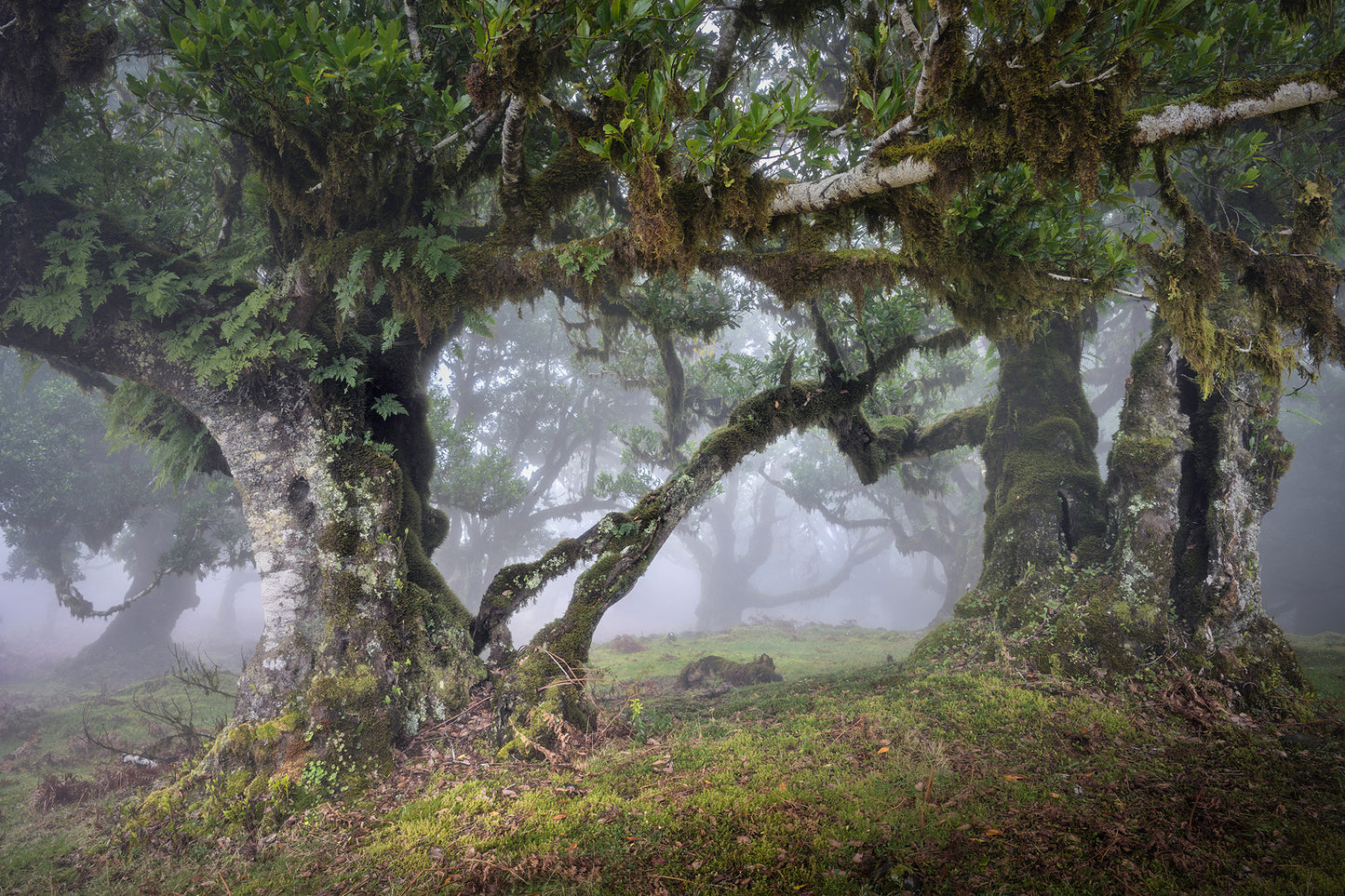 Magical Madeira Photography Workshop - 23rd to 29th November 2025 - 6 nights/5 days tuition