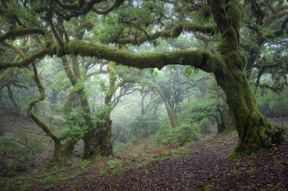 Magical Madeira Photography Workshop - 23rd to 29th November 2025 - 6 nights/5 days tuition