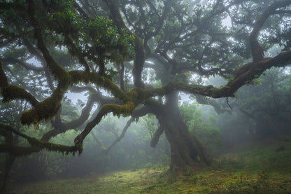 Magical Madeira Photography Workshop - 23rd to 29th November 2025 - 6 nights/5 days tuition