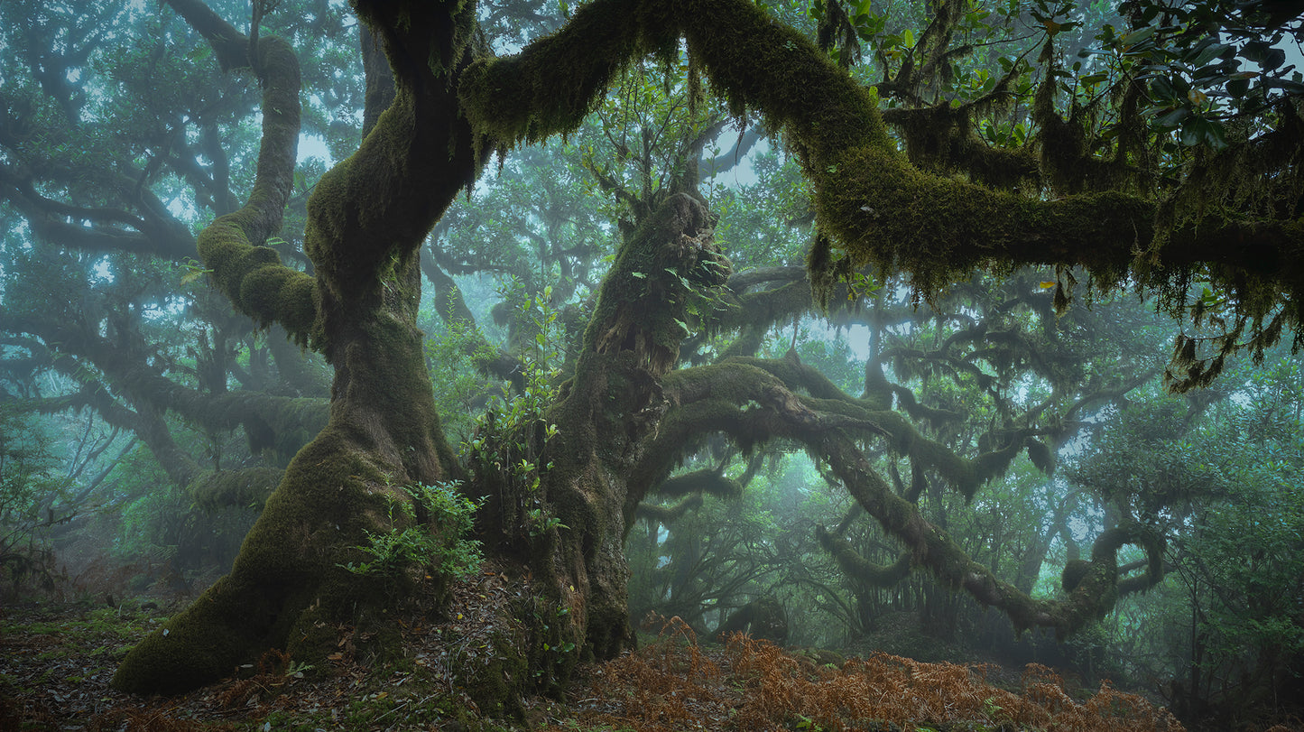 Magical Madeira Photography Workshop - 23rd to 29th November 2025 - 6 nights/5 days tuition