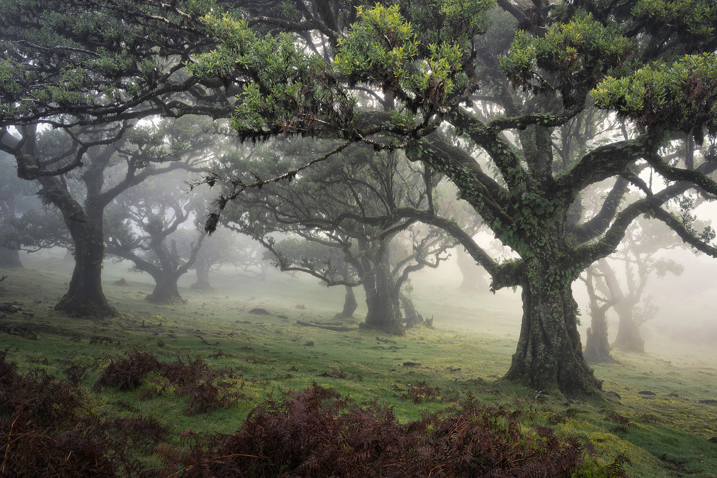 Magical Madeira Photography Workshop - 23rd to 29th November 2025 - 6 nights/5 days tuition