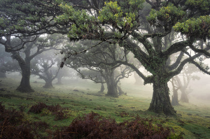 Magical Madeira Photography Workshop - 23rd to 29th November 2025 - 6 nights/5 days tuition