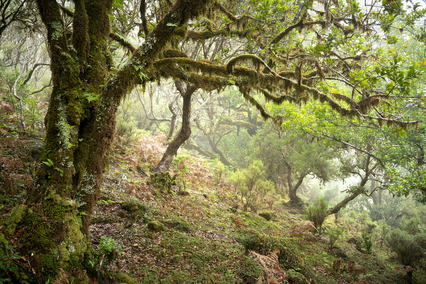 Magical Madeira Photography Workshop - 23rd to 29th November 2025 - 6 nights/5 days tuition